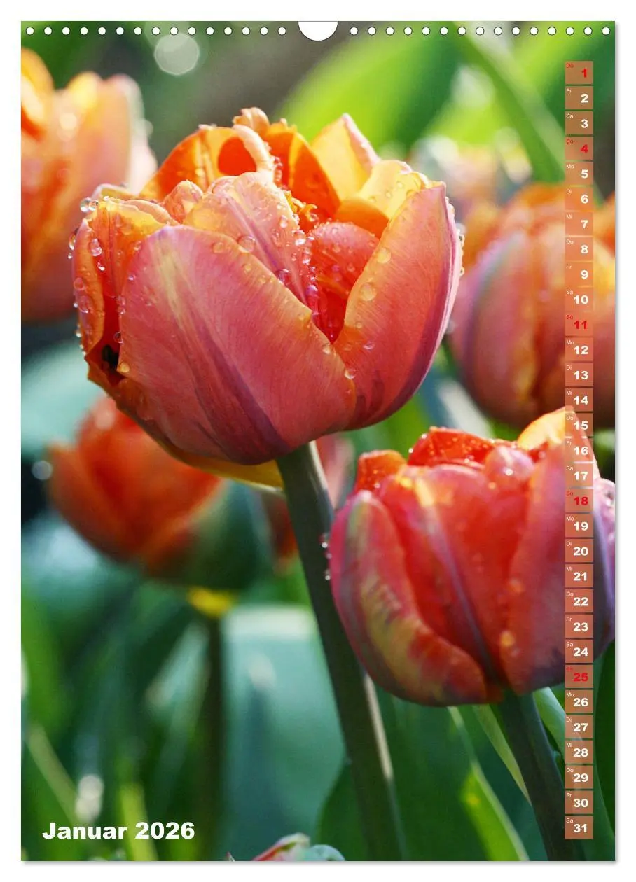 Bild: 9783516392920 | Bunte Tulpenpracht (Wandkalender 2026 DIN A3 hoch), CALVENDO...
