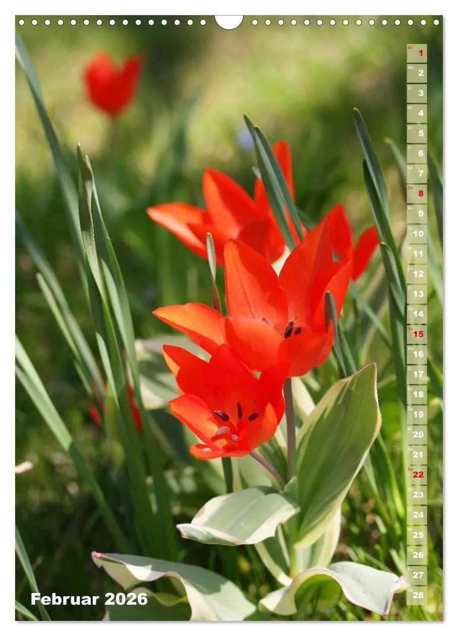 Bild: 9783516392920 | Bunte Tulpenpracht (Wandkalender 2026 DIN A3 hoch), CALVENDO...