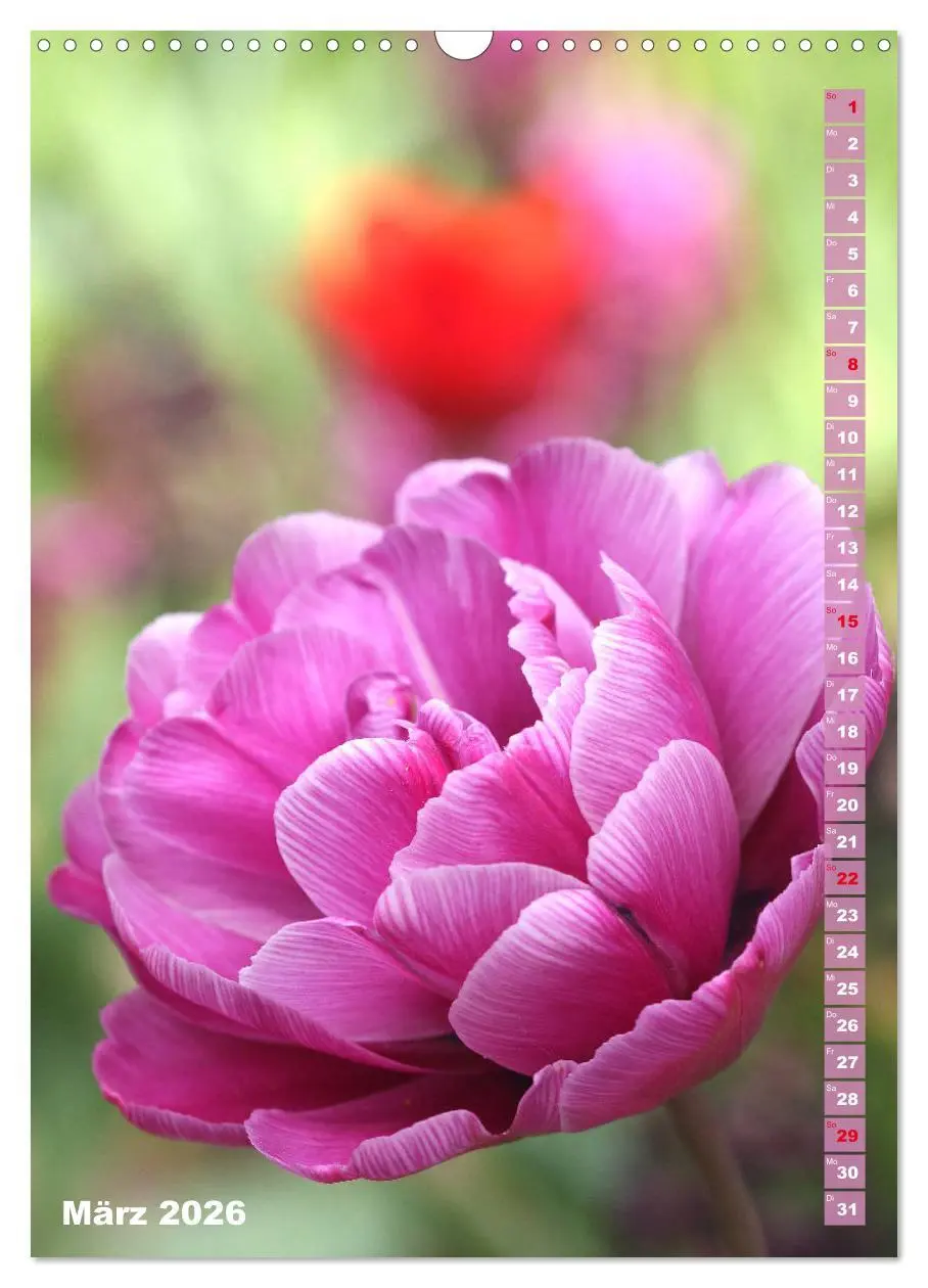 Bild: 9783516392920 | Bunte Tulpenpracht (Wandkalender 2026 DIN A3 hoch), CALVENDO...