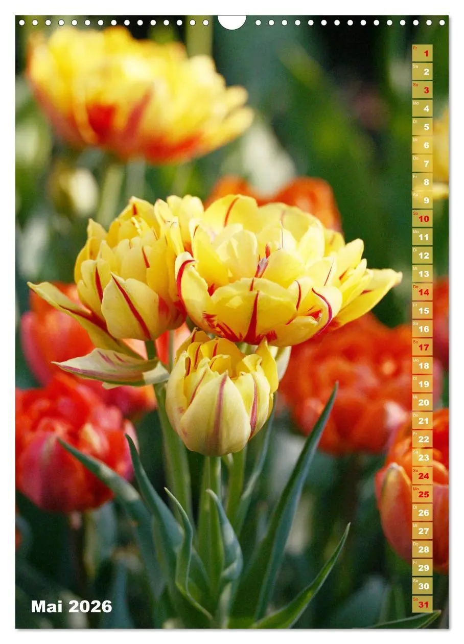 Bild: 9783516392920 | Bunte Tulpenpracht (Wandkalender 2026 DIN A3 hoch), CALVENDO...