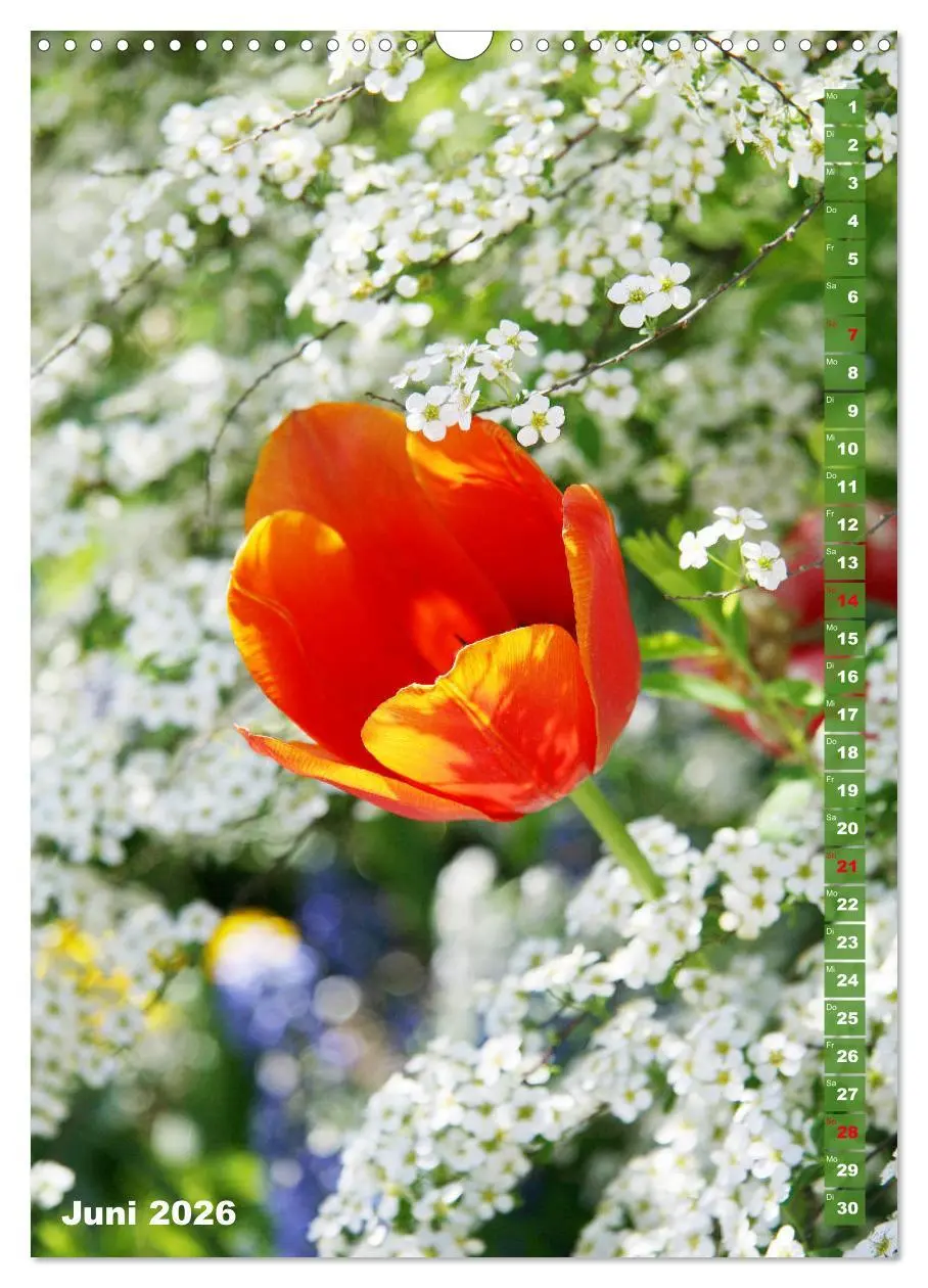 Bild: 9783516392920 | Bunte Tulpenpracht (Wandkalender 2026 DIN A3 hoch), CALVENDO...
