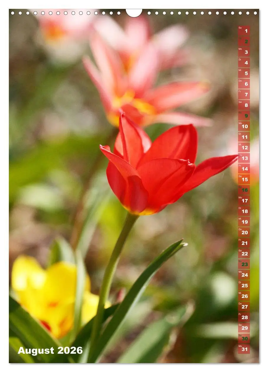 Bild: 9783516392920 | Bunte Tulpenpracht (Wandkalender 2026 DIN A3 hoch), CALVENDO...