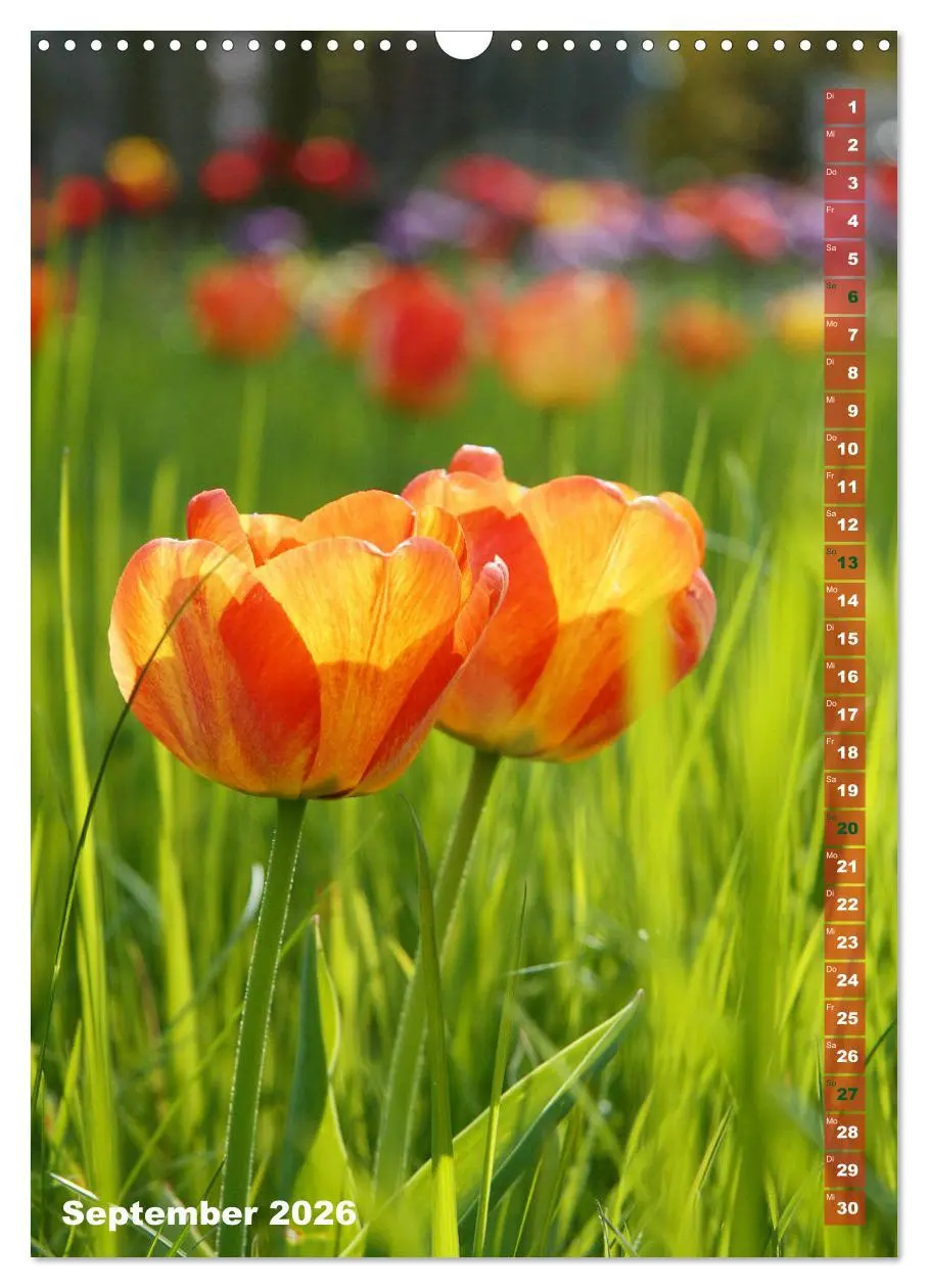 Bild: 9783516392920 | Bunte Tulpenpracht (Wandkalender 2026 DIN A3 hoch), CALVENDO...