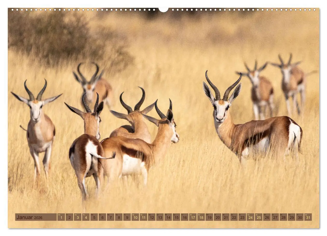 Bild: 9783457493120 | Wildlife Namibia - Etosha und Kalahari (Wandkalender 2026 DIN A2...