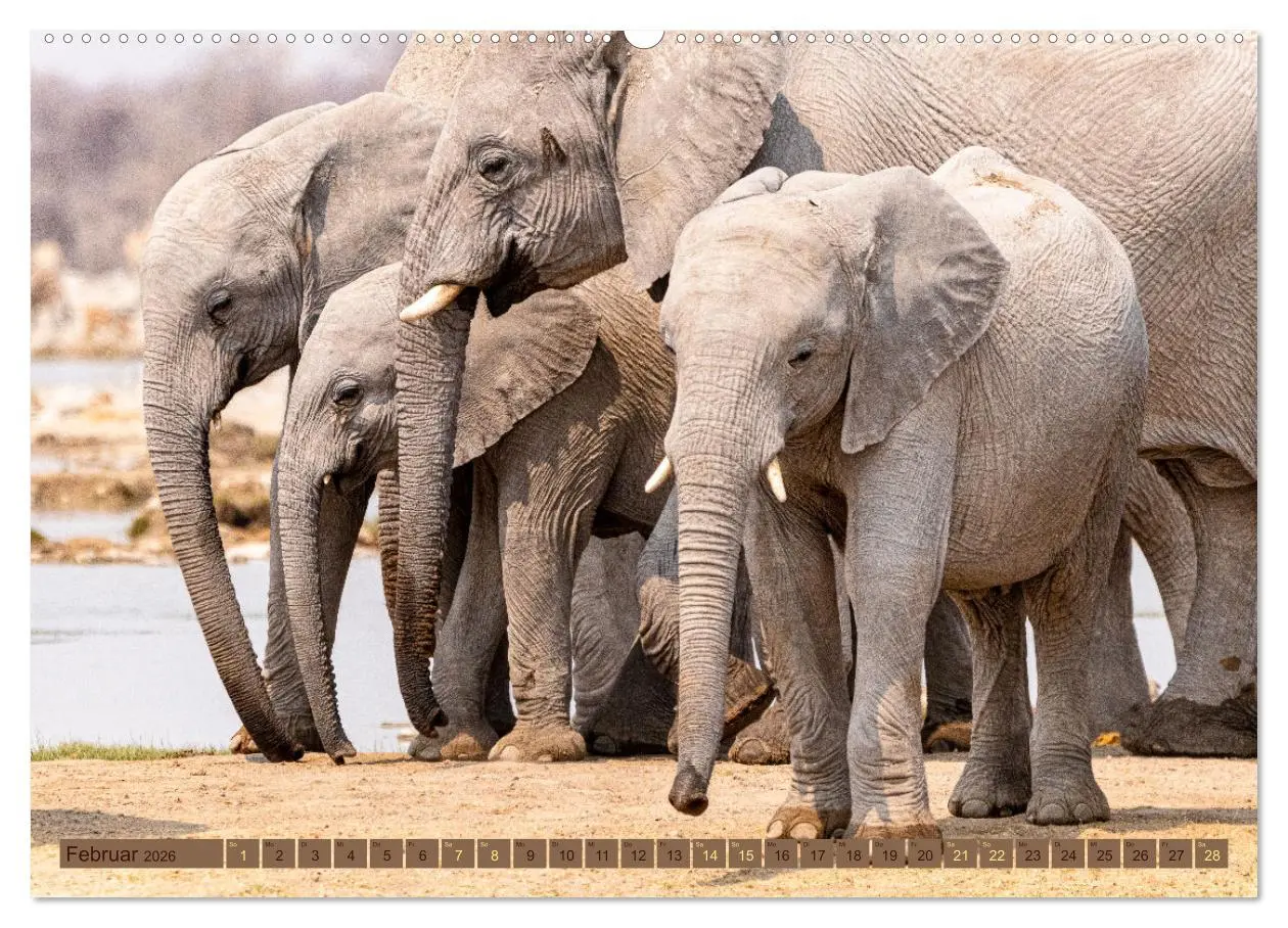 Bild: 9783457493120 | Wildlife Namibia - Etosha und Kalahari (Wandkalender 2026 DIN A2...