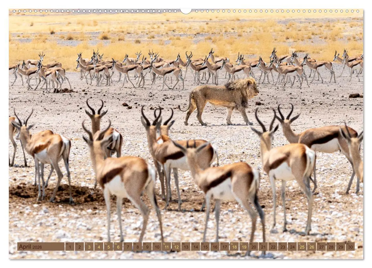 Bild: 9783457493120 | Wildlife Namibia - Etosha und Kalahari (Wandkalender 2026 DIN A2...