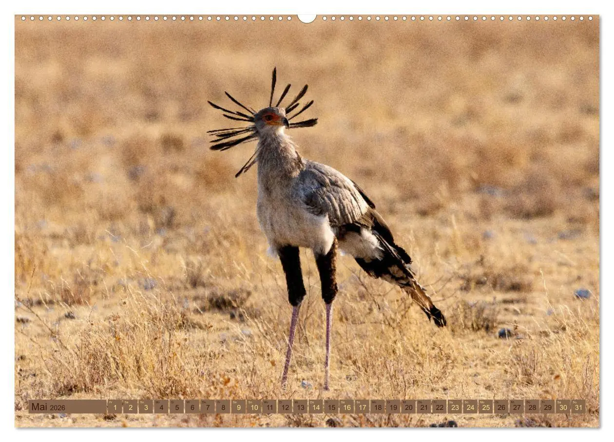 Bild: 9783457493120 | Wildlife Namibia - Etosha und Kalahari (Wandkalender 2026 DIN A2...
