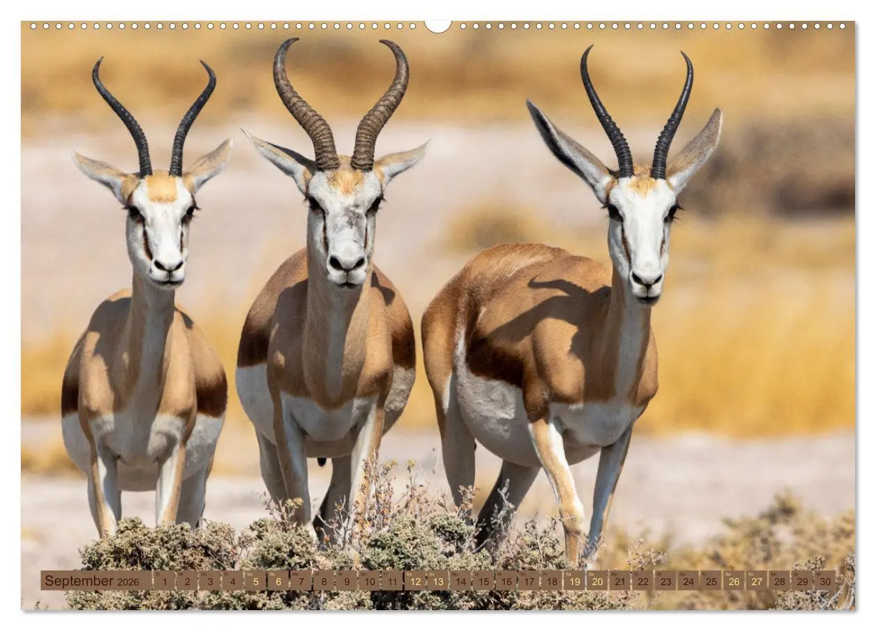 Bild: 9783457493120 | Wildlife Namibia - Etosha und Kalahari (Wandkalender 2026 DIN A2...