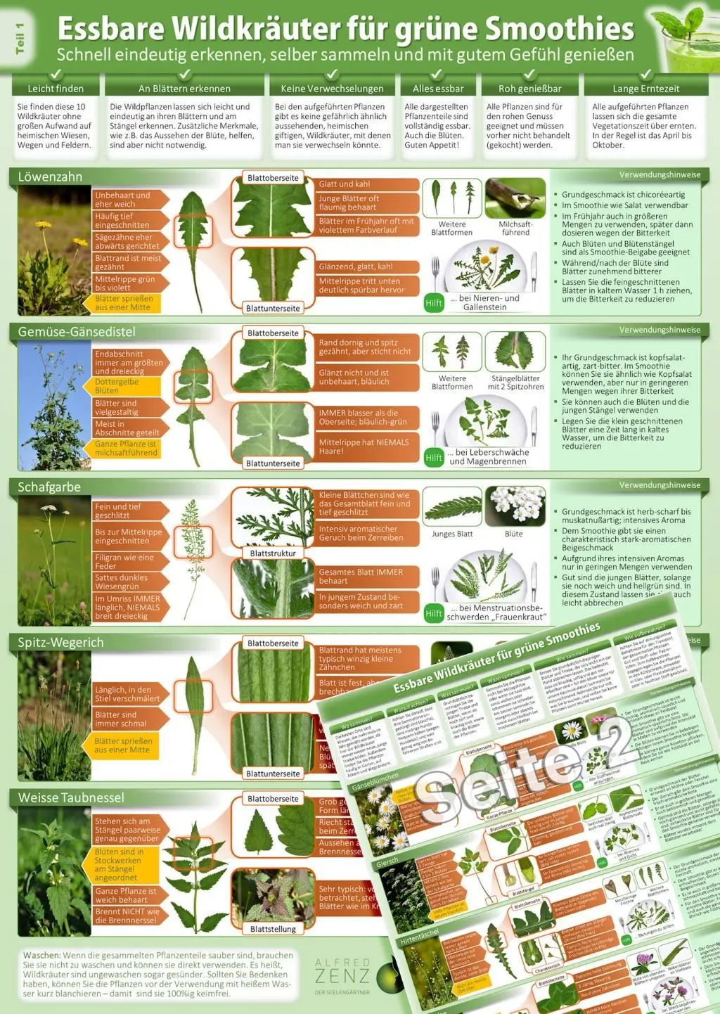 Cover: 641243563220 | Essbare Wildkräuter für Grüne Smoothies - Erkennungskarte Teil 1 -...
