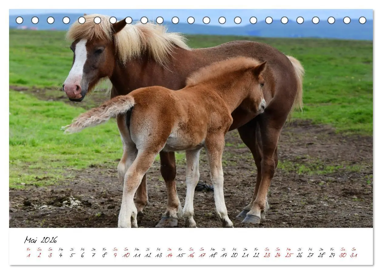 Bild: 9783457923320 | Islandpferde take it Isi (Tischkalender 2026 DIN A5 quer), CALVENDO...