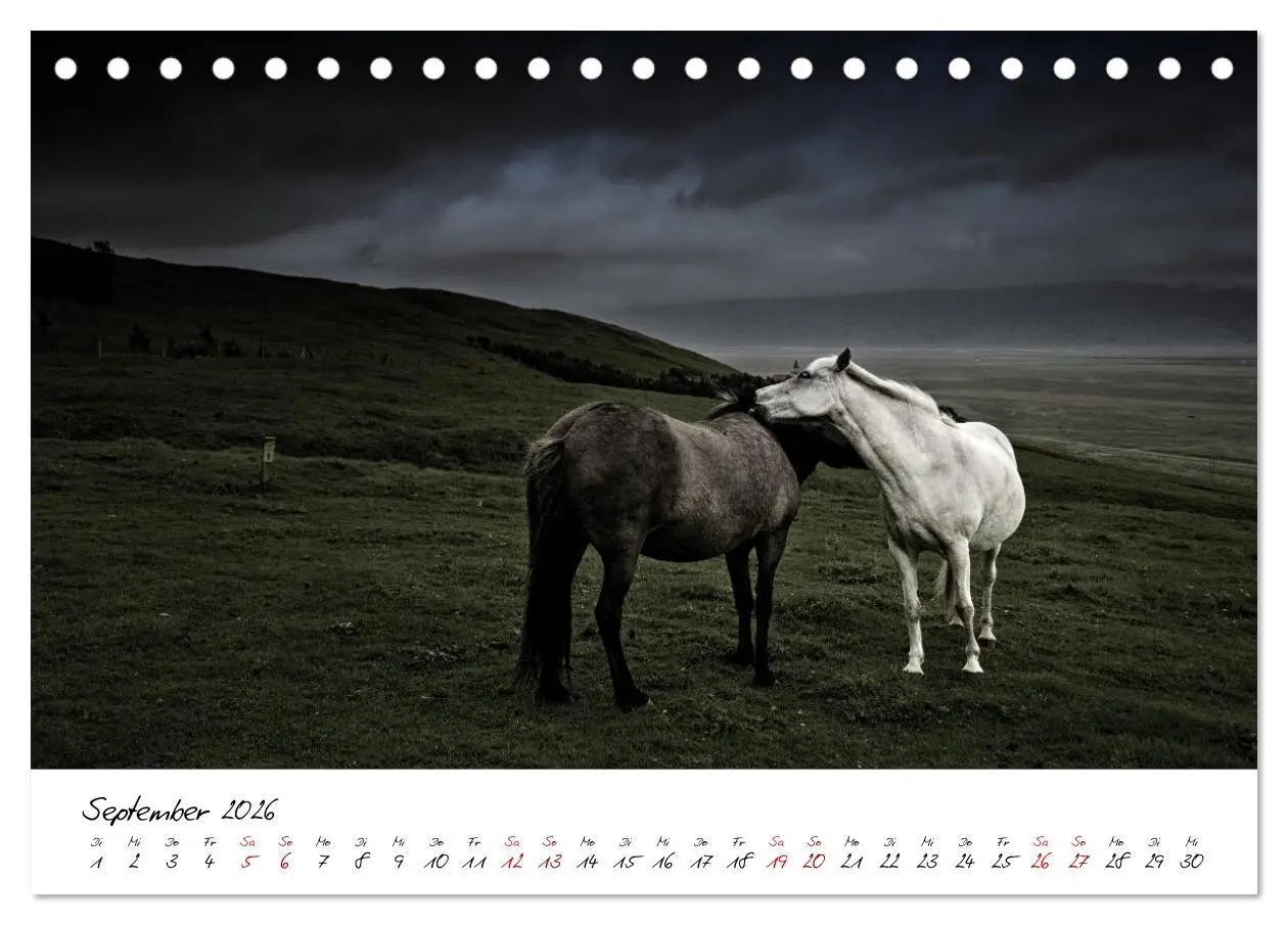 Bild: 9783457923320 | Islandpferde take it Isi (Tischkalender 2026 DIN A5 quer), CALVENDO...