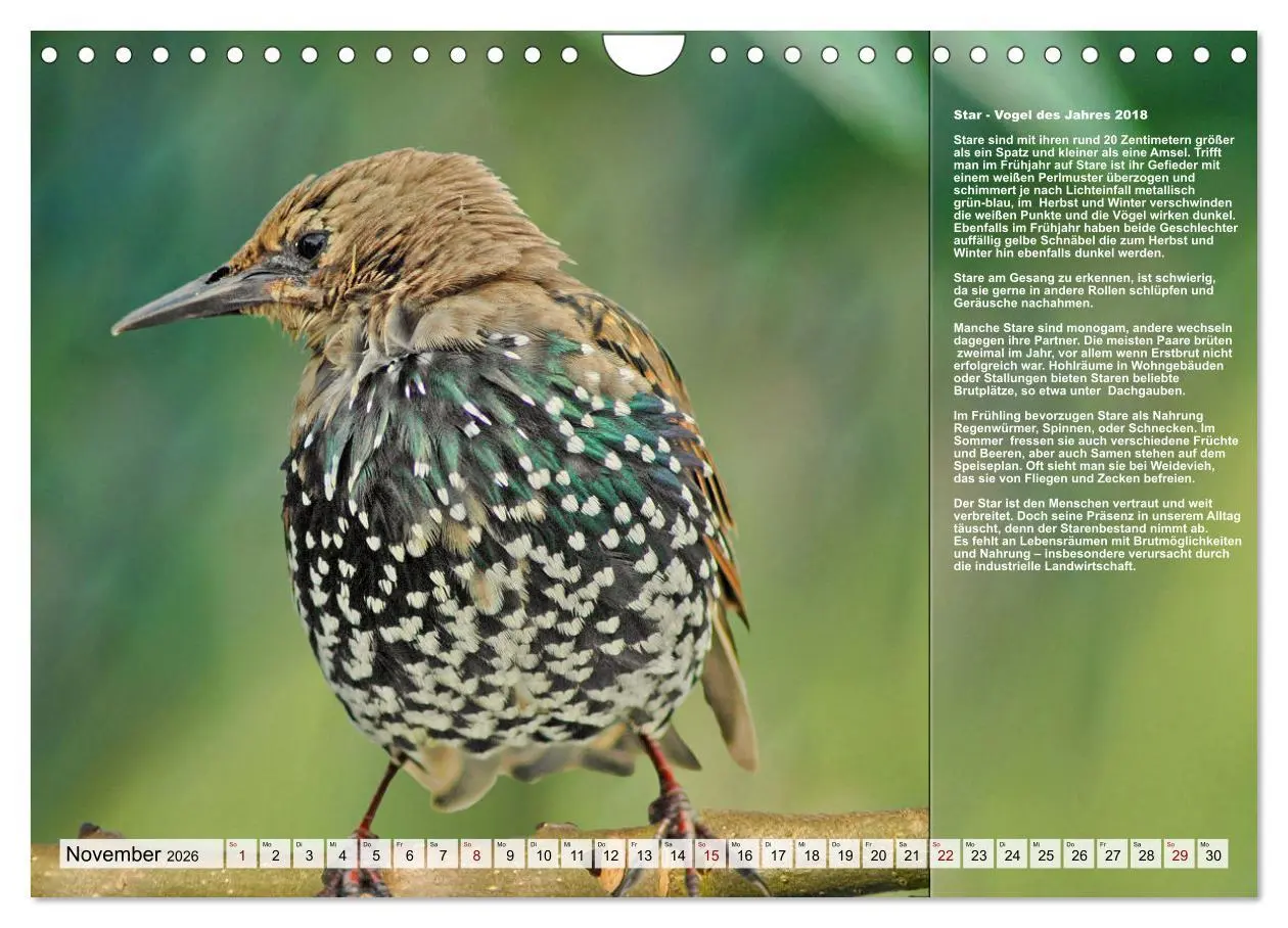 Bild: 9783457373620 | Heimische Vögel des Jahres (Wandkalender 2026 DIN A4 quer),...