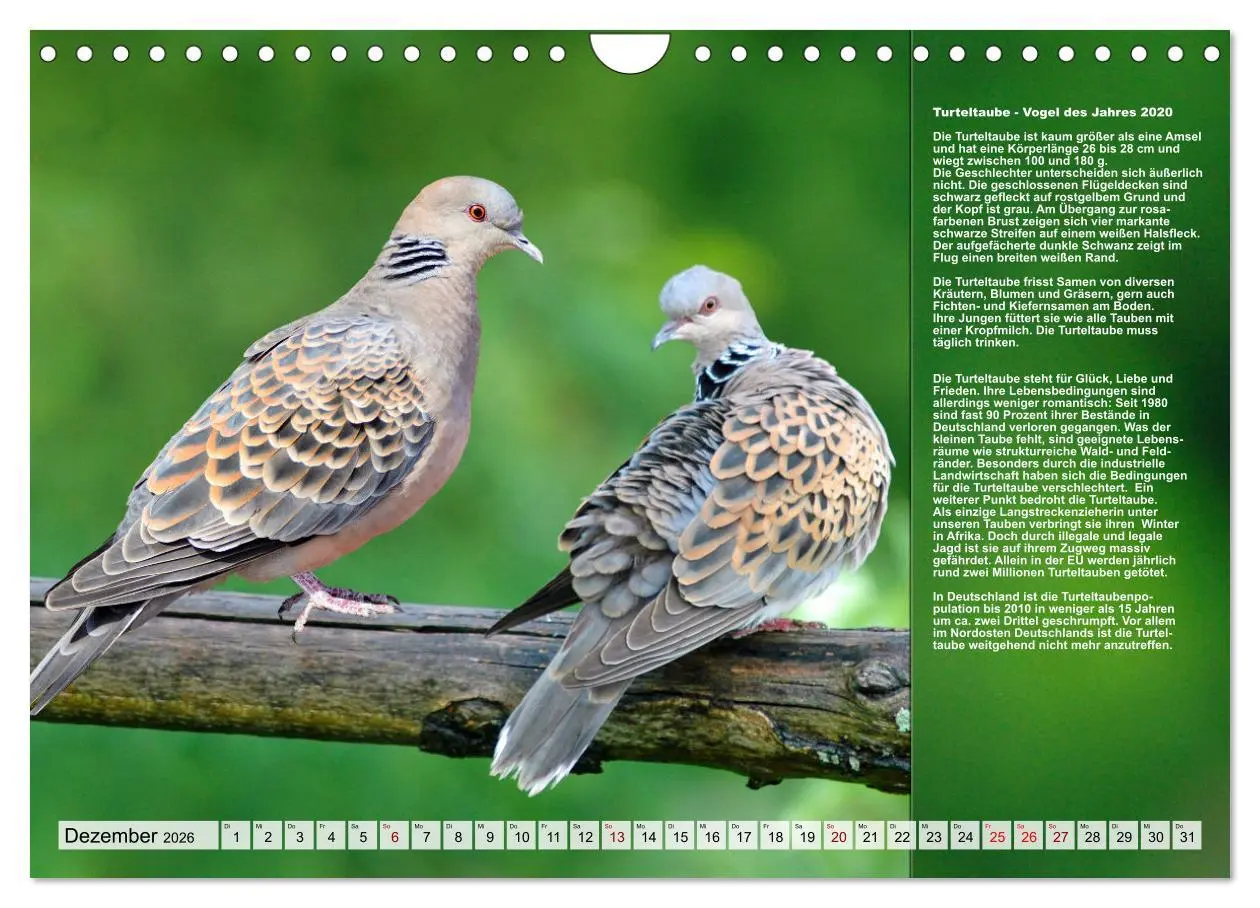 Bild: 9783457373620 | Heimische Vögel des Jahres (Wandkalender 2026 DIN A4 quer),...