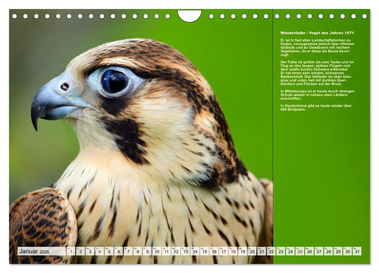 Bild: 9783457373620 | Heimische Vögel des Jahres (Wandkalender 2026 DIN A4 quer),...