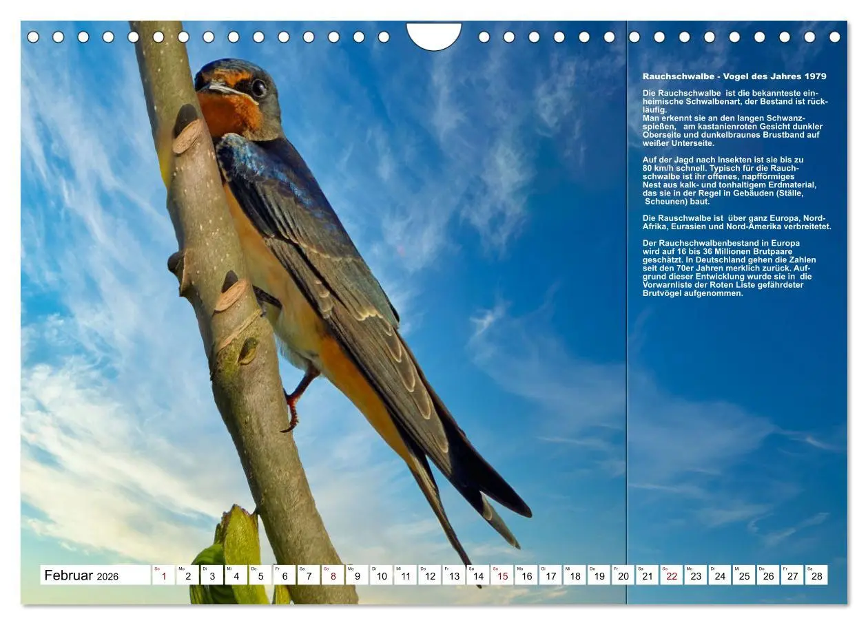 Bild: 9783457373620 | Heimische Vögel des Jahres (Wandkalender 2026 DIN A4 quer),...