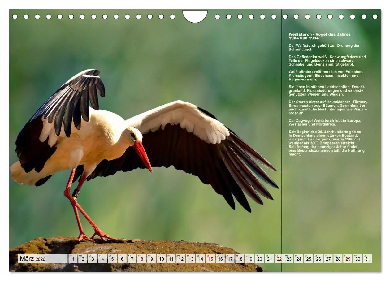 Bild: 9783457373620 | Heimische Vögel des Jahres (Wandkalender 2026 DIN A4 quer),...