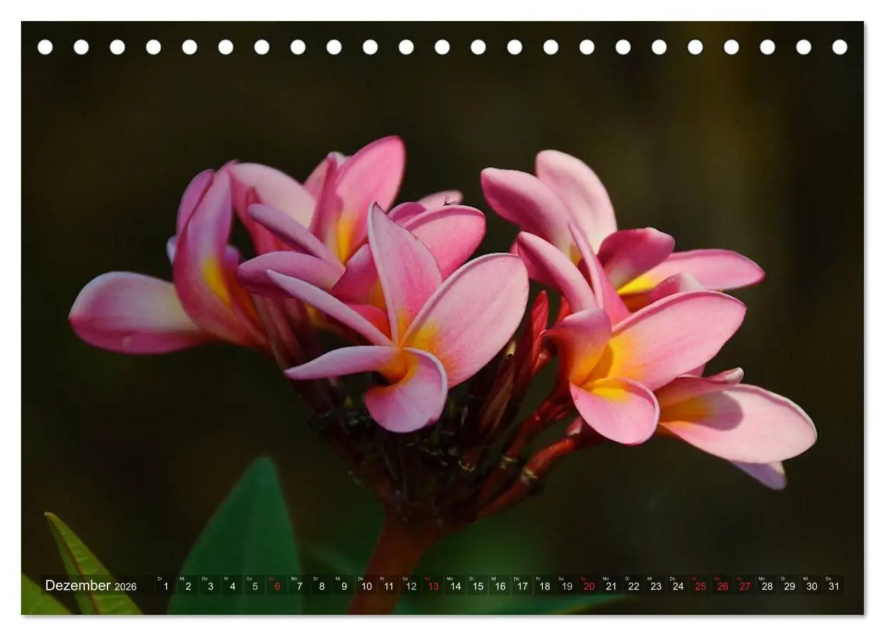 Bild: 9783457993620 | Tansania - Faszinierendes Afrika (Tischkalender 2026 DIN A5 quer),...