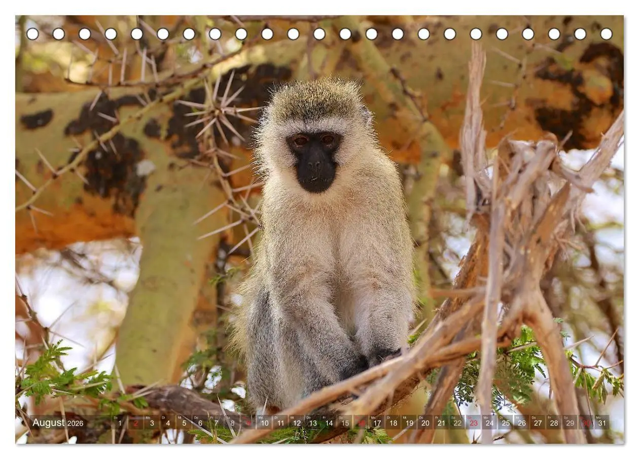 Bild: 9783457993620 | Tansania - Faszinierendes Afrika (Tischkalender 2026 DIN A5 quer),...