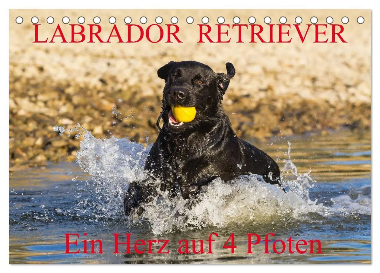 Cover: 9783516083620 | Labrador Retriever - ein Herz auf 4 Pfoten (Tischkalender 2026 DIN...