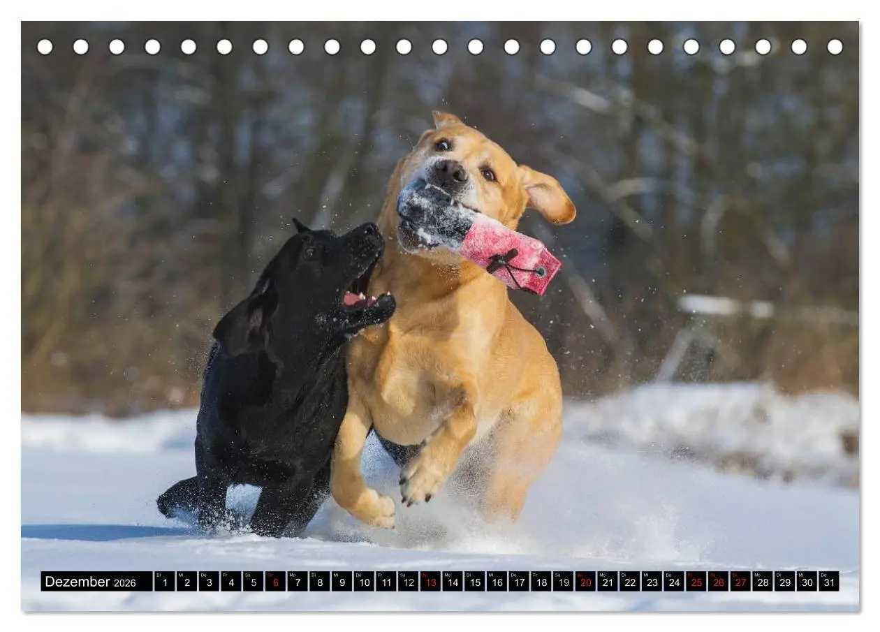 Bild: 9783516083620 | Labrador Retriever - ein Herz auf 4 Pfoten (Tischkalender 2026 DIN...