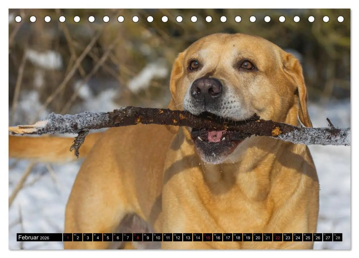 Bild: 9783516083620 | Labrador Retriever - ein Herz auf 4 Pfoten (Tischkalender 2026 DIN...