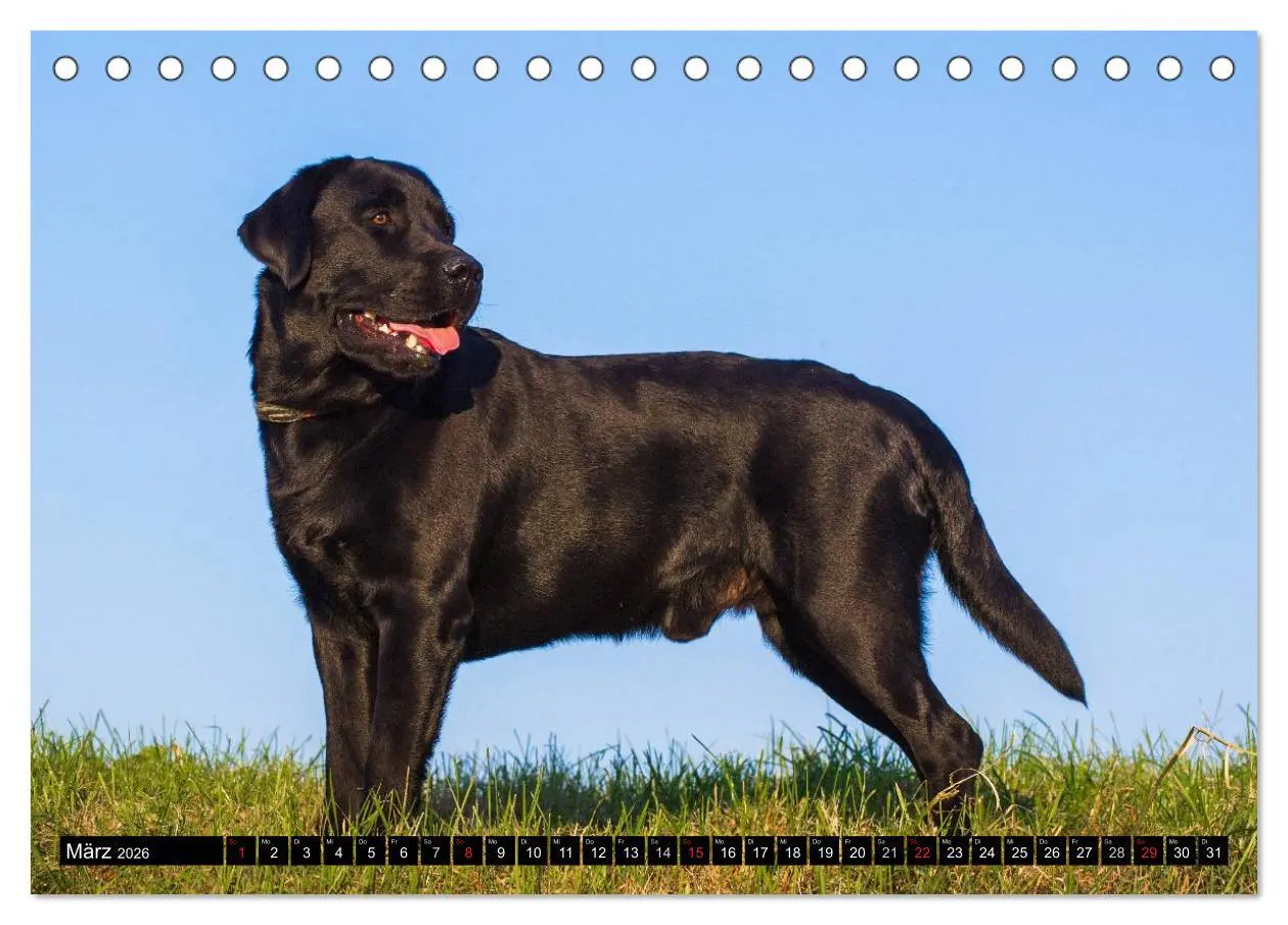 Bild: 9783516083620 | Labrador Retriever - ein Herz auf 4 Pfoten (Tischkalender 2026 DIN...