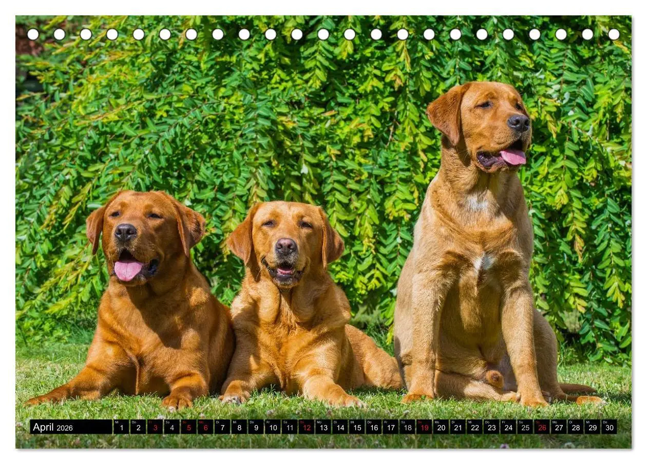 Bild: 9783516083620 | Labrador Retriever - ein Herz auf 4 Pfoten (Tischkalender 2026 DIN...
