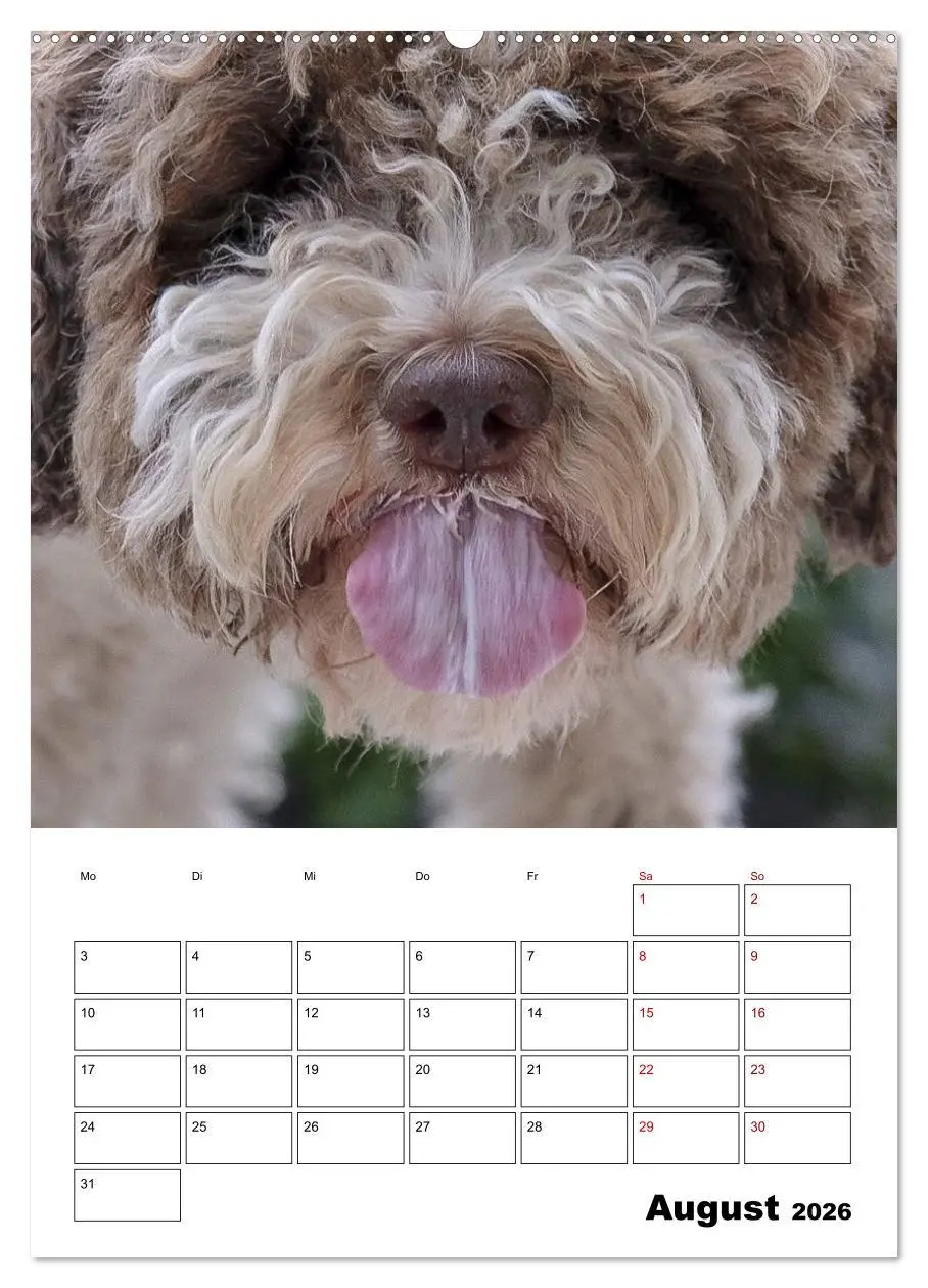 Bild: 9783516393620 | Lagotto Romagnolo - Lustige Zwerge (hochwertiger Premium...