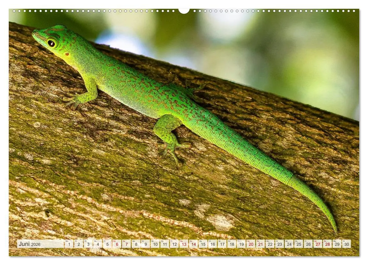 Bild: 9783516533620 | Die Seychellen - ganz nah am Paradies (hochwertiger Premium...