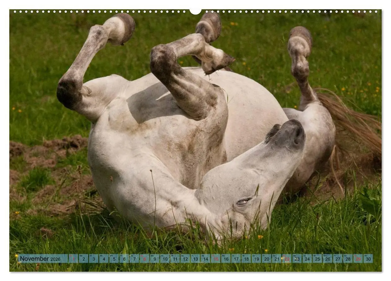 Bild: 9783457983720 | Lustiger Schimmel - ein Pferd mit Humor (hochwertiger Premium...