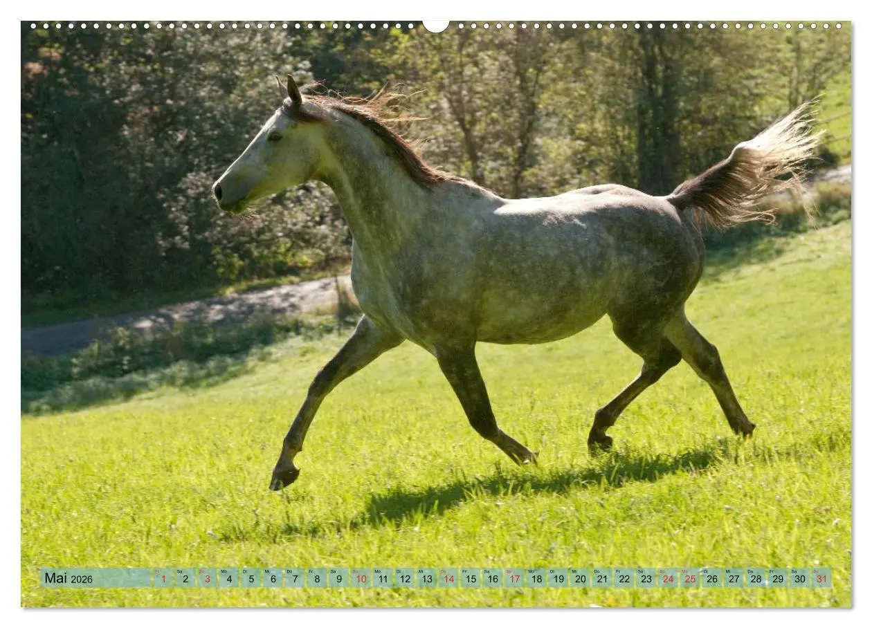 Bild: 9783457983720 | Lustiger Schimmel - ein Pferd mit Humor (hochwertiger Premium...
