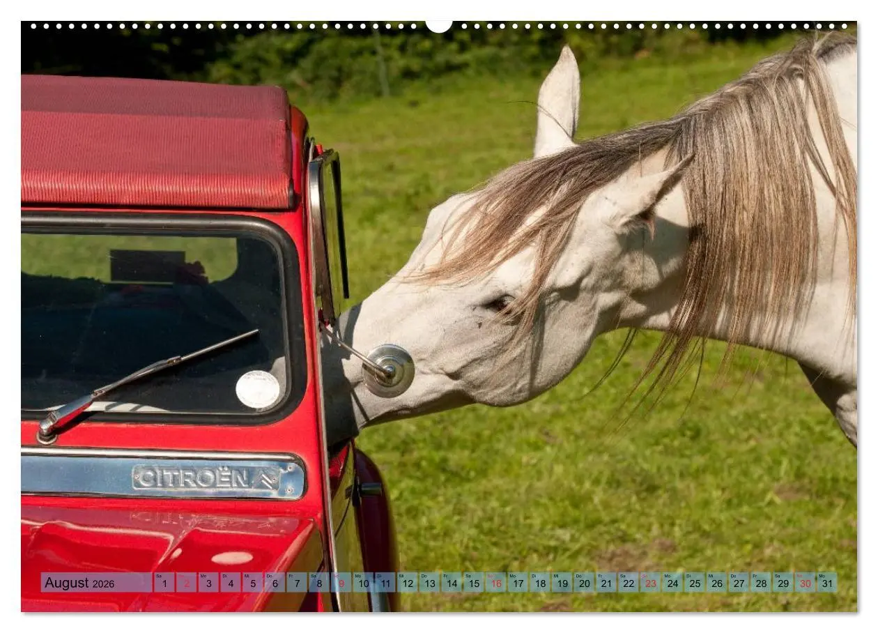 Bild: 9783457983720 | Lustiger Schimmel - ein Pferd mit Humor (hochwertiger Premium...