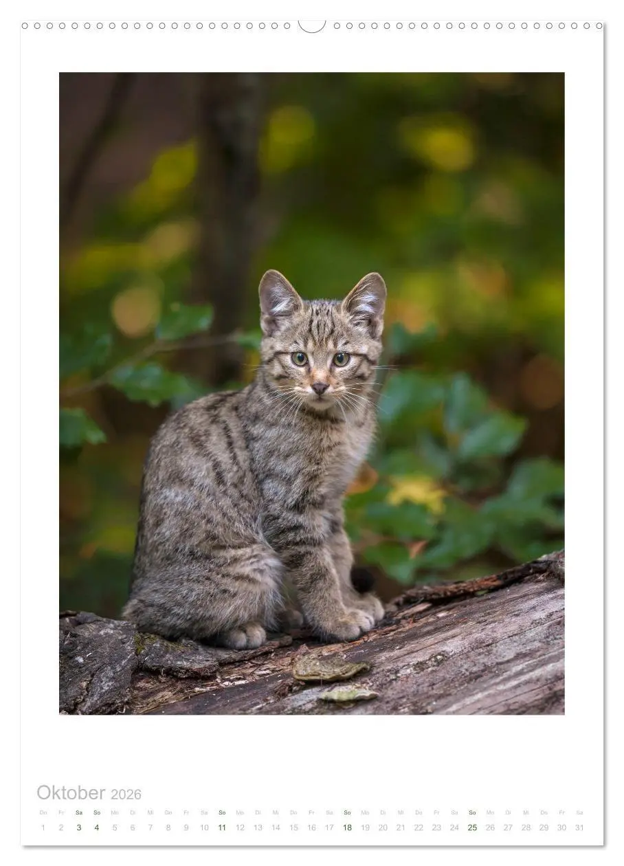Bild: 9783516383720 | Wildkatzen - Kleine Samtpfoten des Waldes (Wandkalender 2026 DIN A2...