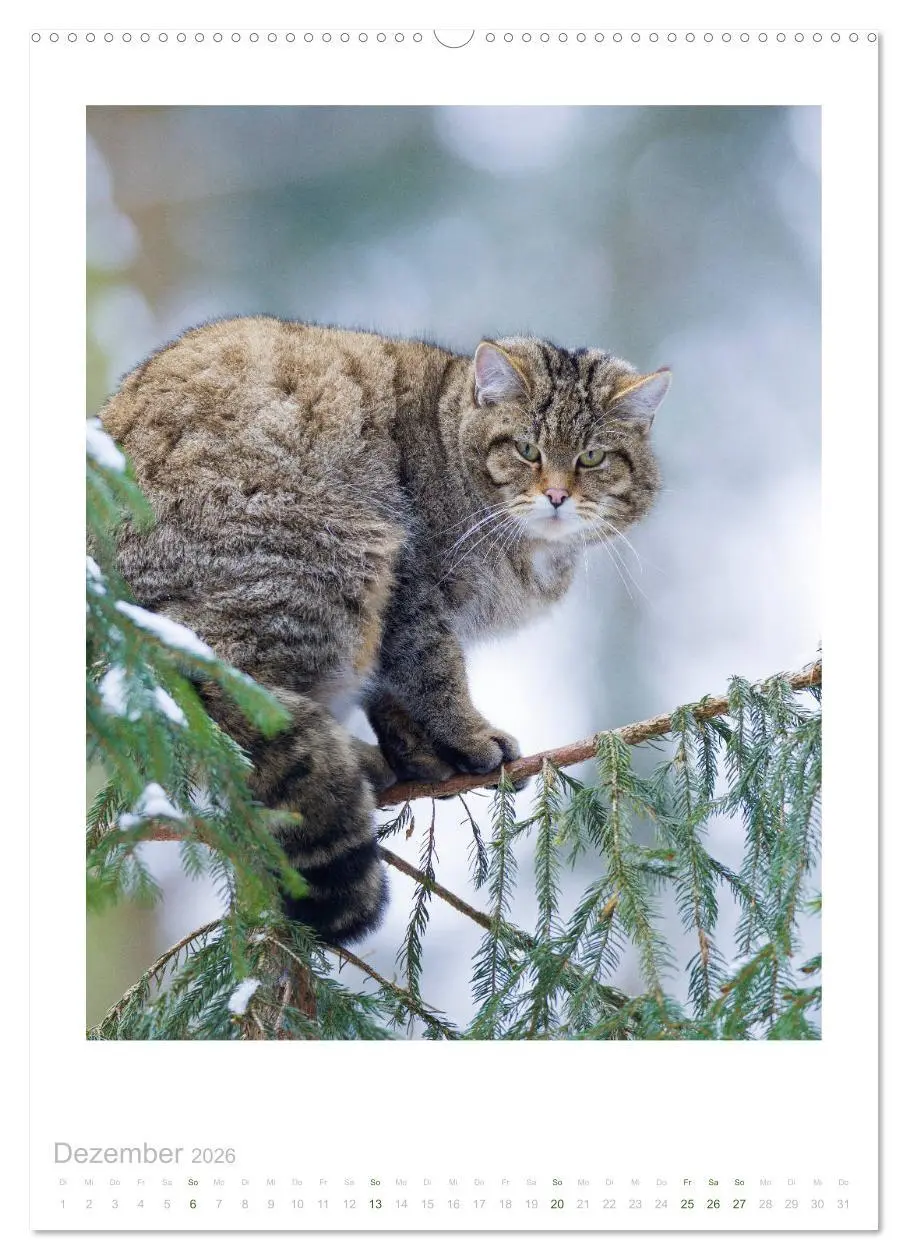 Bild: 9783516383720 | Wildkatzen - Kleine Samtpfoten des Waldes (Wandkalender 2026 DIN A2...