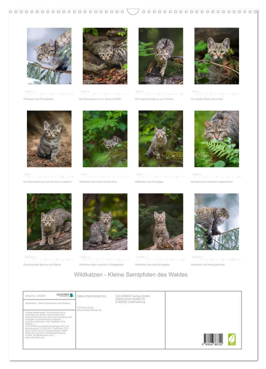 Bild: 9783516383720 | Wildkatzen - Kleine Samtpfoten des Waldes (Wandkalender 2026 DIN A2...