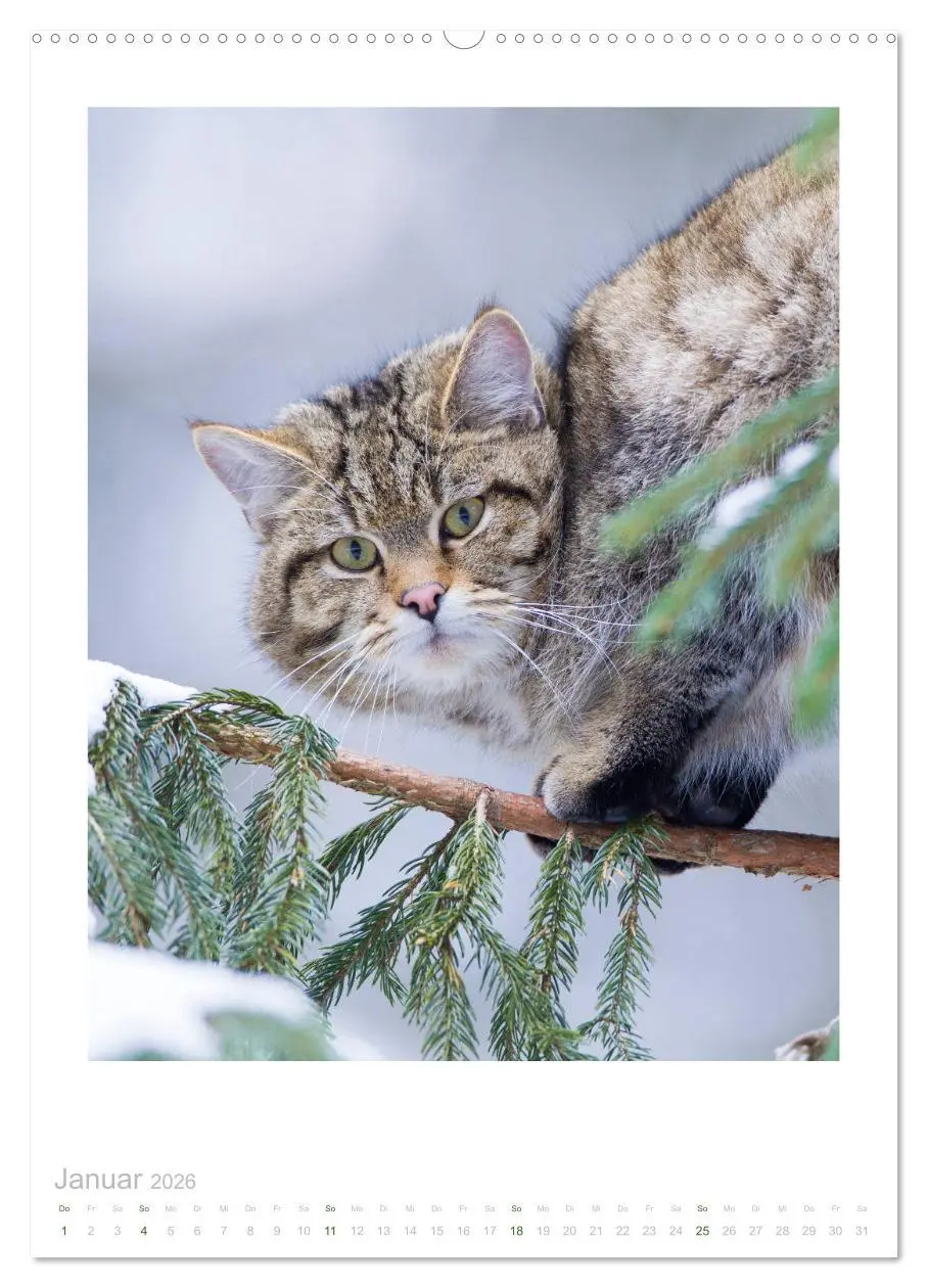 Bild: 9783516383720 | Wildkatzen - Kleine Samtpfoten des Waldes (Wandkalender 2026 DIN A2...