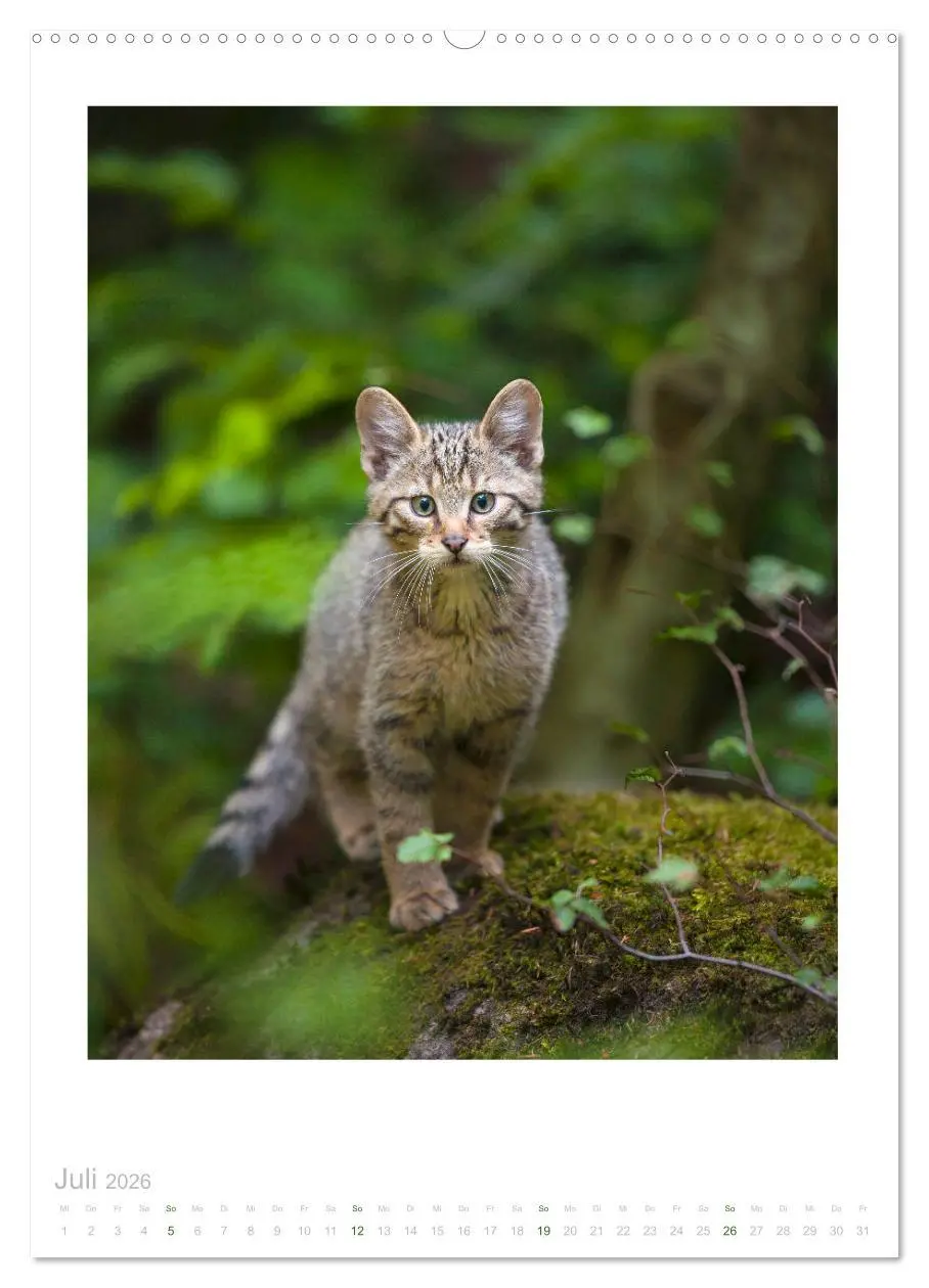 Bild: 9783516383720 | Wildkatzen - Kleine Samtpfoten des Waldes (Wandkalender 2026 DIN A2...