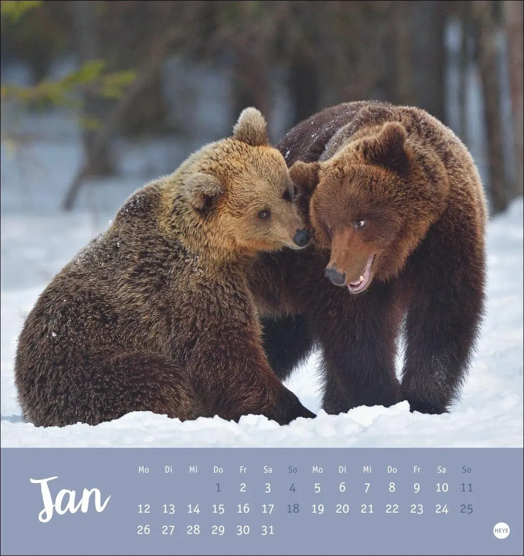 Bild: 9783756413720 | Bärenstark Postkartenkalender 2026 | Kalender | 13 S. | Deutsch | 2026