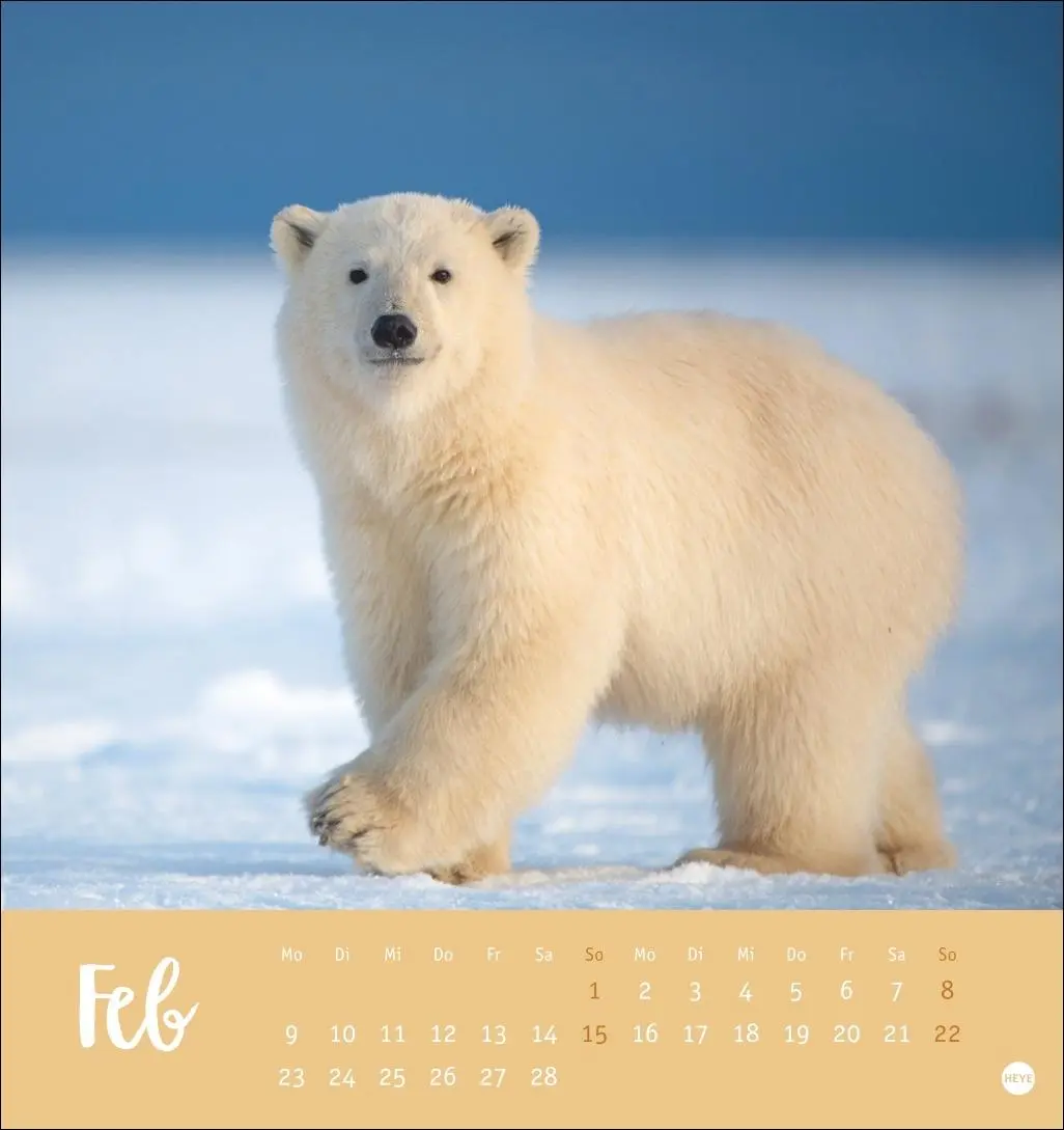 Bild: 9783756413720 | Bärenstark Postkartenkalender 2026 | Kalender | 13 S. | Deutsch | 2026