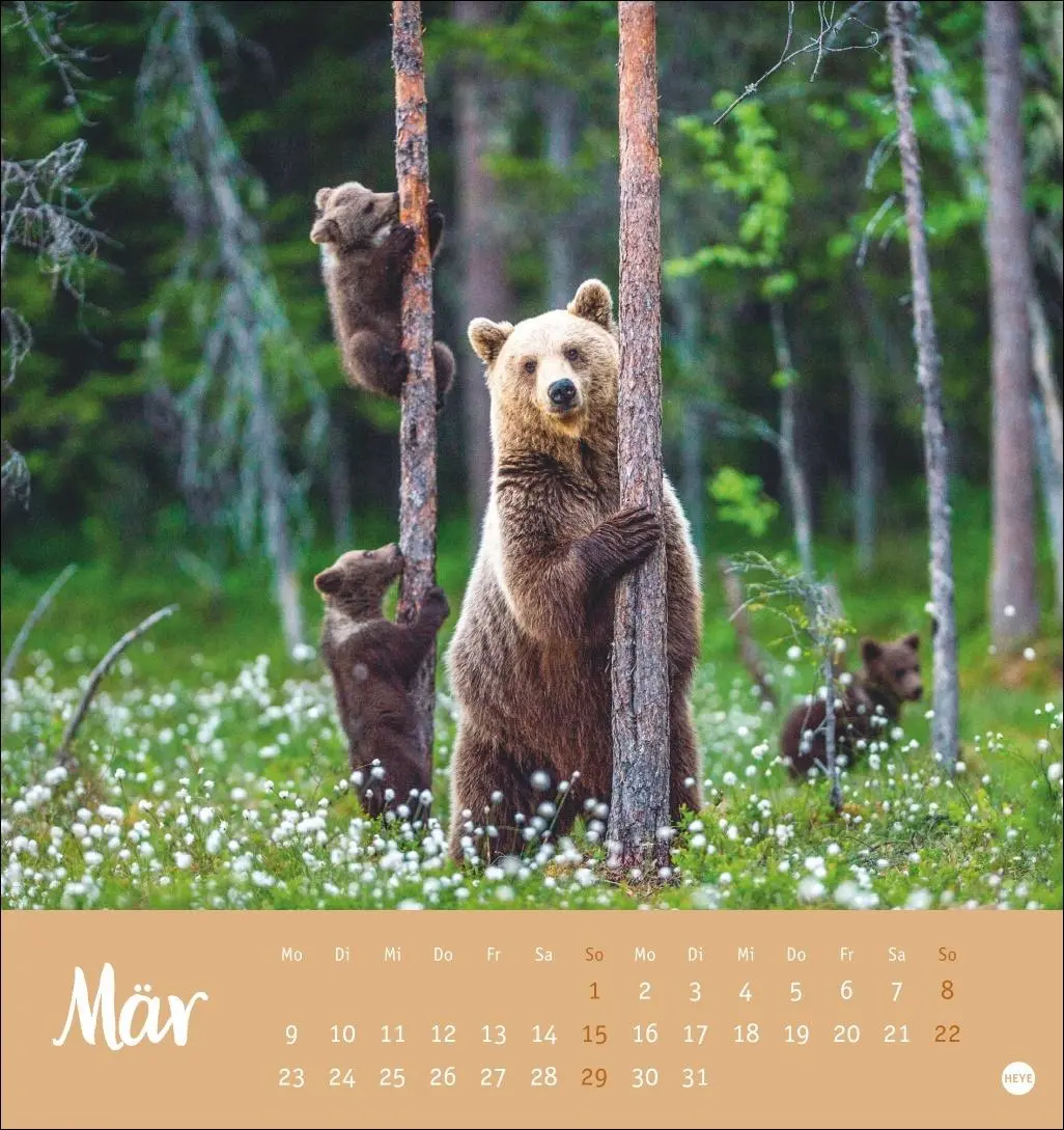 Bild: 9783756413720 | Bärenstark Postkartenkalender 2026 | Kalender | 13 S. | Deutsch | 2026