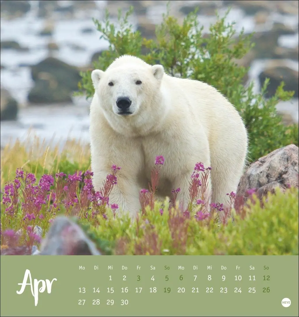 Bild: 9783756413720 | Bärenstark Postkartenkalender 2026 | Kalender | 13 S. | Deutsch | 2026