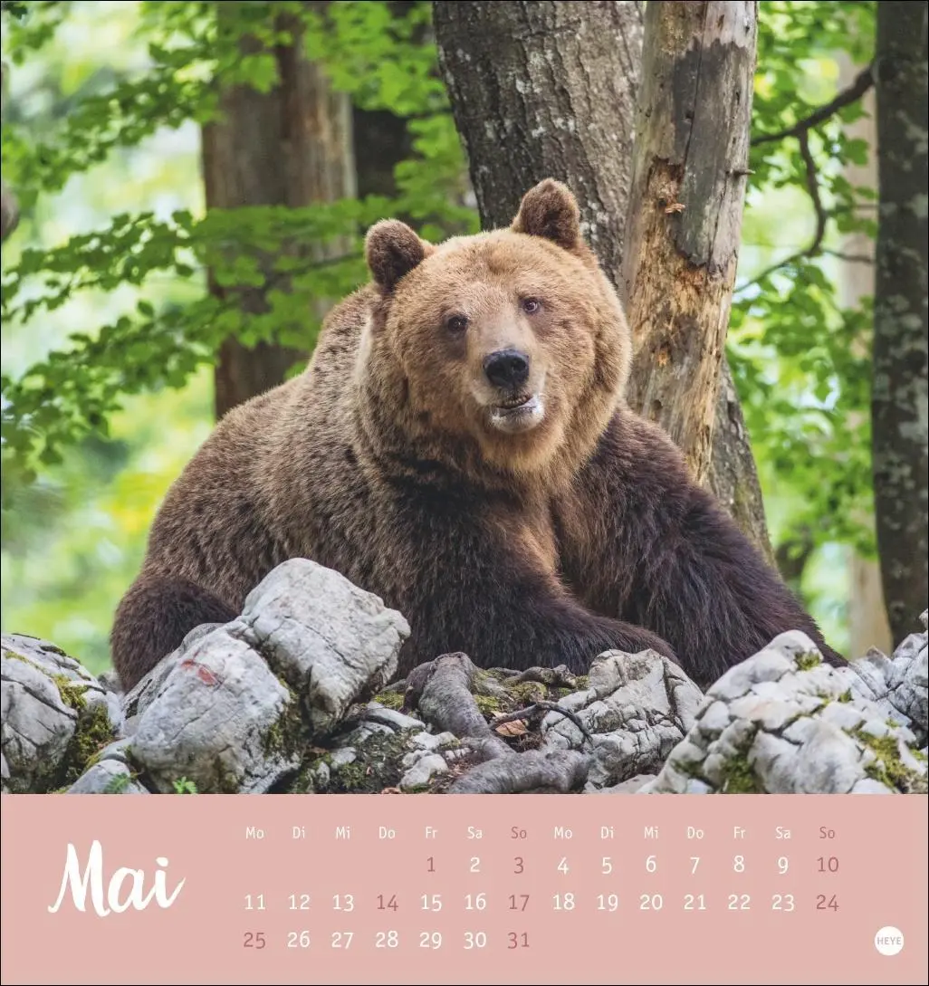 Bild: 9783756413720 | Bärenstark Postkartenkalender 2026 | Kalender | 13 S. | Deutsch | 2026