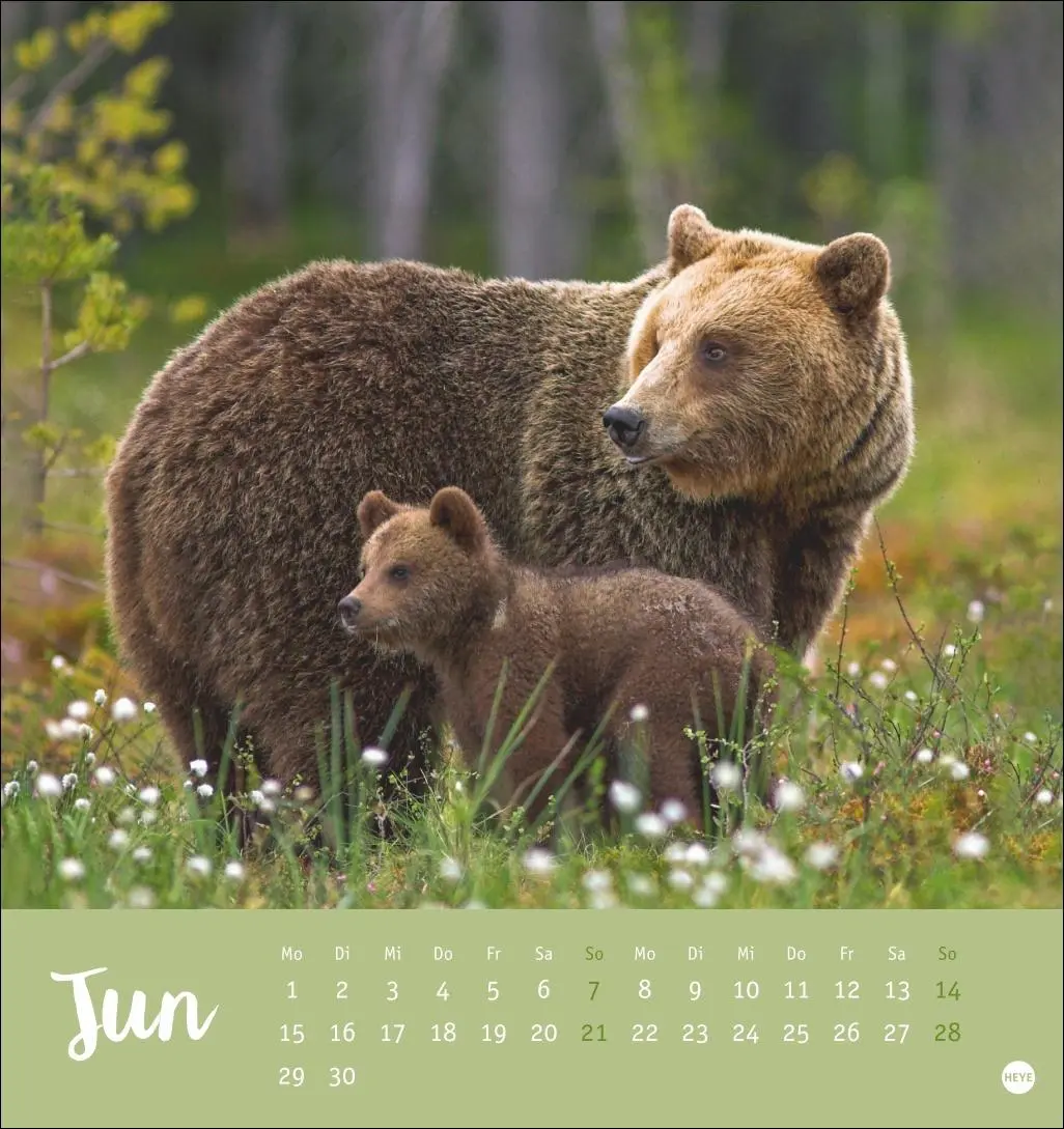 Bild: 9783756413720 | Bärenstark Postkartenkalender 2026 | Kalender | 13 S. | Deutsch | 2026