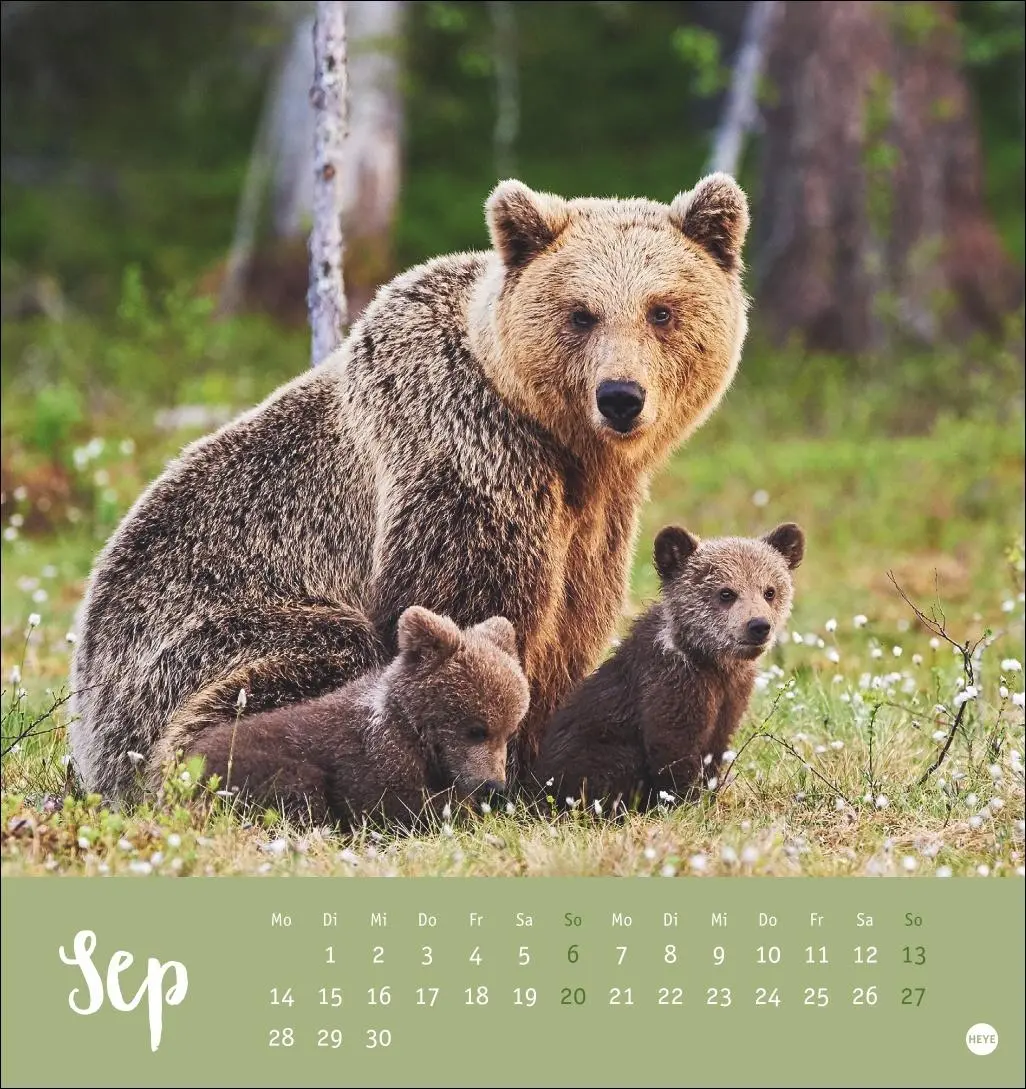 Bild: 9783756413720 | Bärenstark Postkartenkalender 2026 | Kalender | 13 S. | Deutsch | 2026