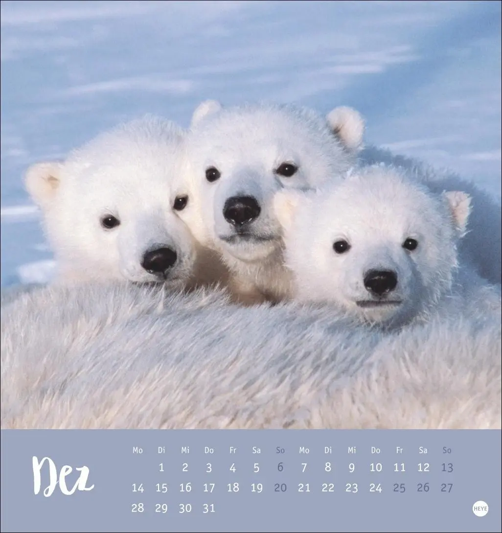 Bild: 9783756413720 | Bärenstark Postkartenkalender 2026 | Kalender | 13 S. | Deutsch | 2026