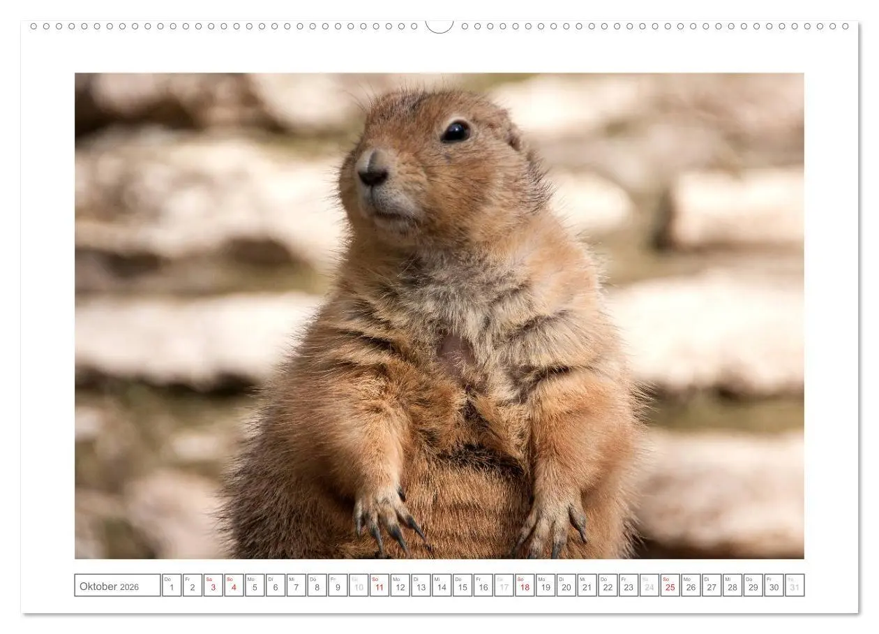 Bild: 9783457973820 | Tiere im Zoo (Wandkalender 2026 DIN A2 quer), CALVENDO Monatskalender