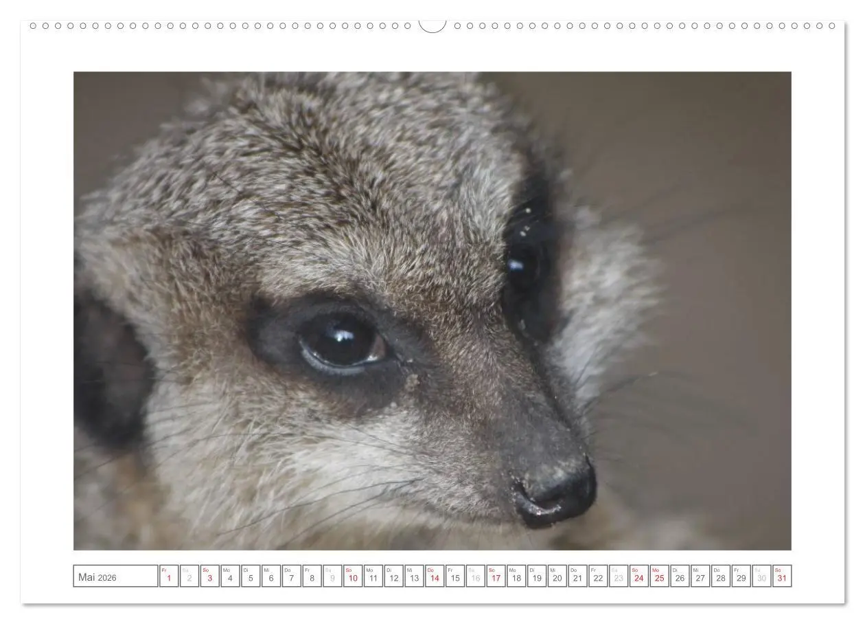Bild: 9783457973820 | Tiere im Zoo (Wandkalender 2026 DIN A2 quer), CALVENDO Monatskalender