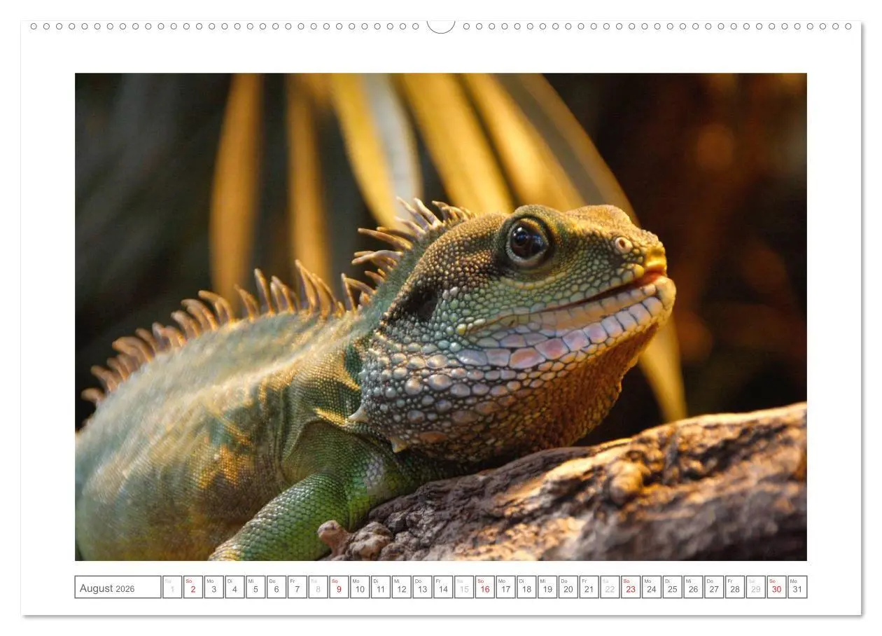 Bild: 9783457973820 | Tiere im Zoo (Wandkalender 2026 DIN A2 quer), CALVENDO Monatskalender