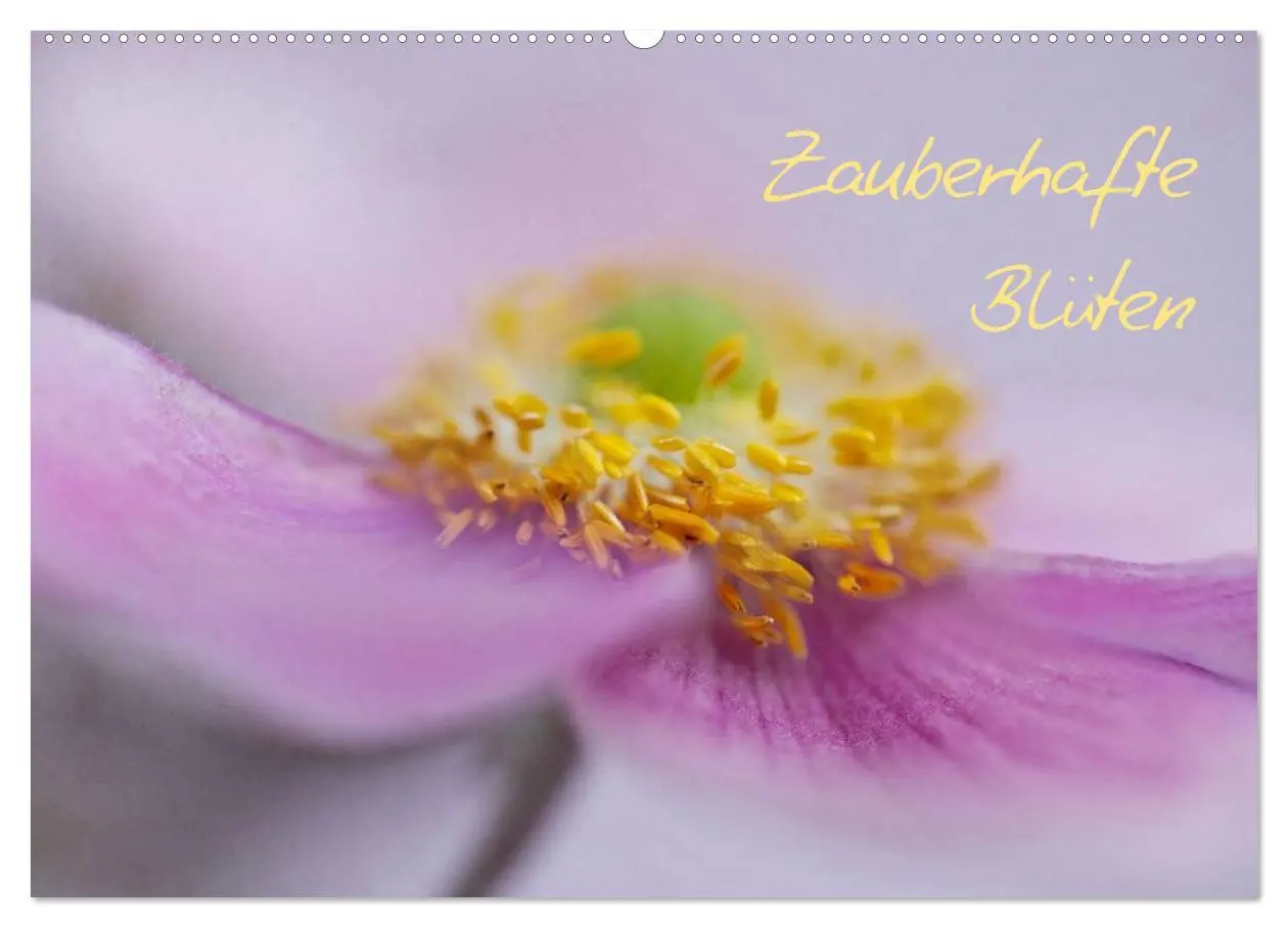 Cover: 9783516203820 | Zauberhafte Blüten (Wandkalender 2026 DIN A2 quer), CALVENDO...