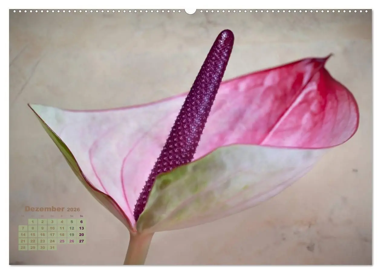 Bild: 9783516203820 | Zauberhafte Blüten (Wandkalender 2026 DIN A2 quer), CALVENDO...